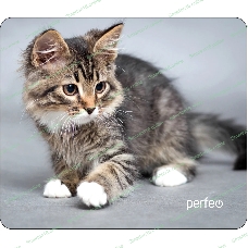 Коврик для мыши PERFEO PF_D0661 
